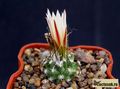 TURBINICARPUS gracilis